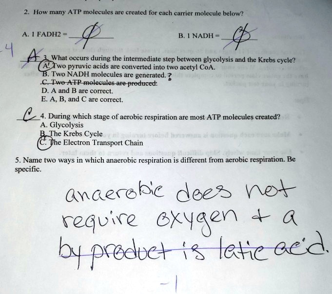 2. How many ATP molecules are created for each carrier molecule below?
A. 1 FADH2 =
B. 1 NADH =
3. What occurs during the intermediate step between glycolysis and the Krebs cycle?
A. Two pyruvic acids are converted into two acetyl CoA.
B. Two NADH molecules are generated.
C. Two ATP molecules are produced:
D. A and B are correct.
E. A, B, and C are correct.
4. During which stage of aerobic respiration are most ATP molecules created?
A. Glycolysis
B. The Krebs Cycle
C. The Electron Transport Chain
5. Name two ways in which anaerobic respiration is different from aerobic respiration. Be
specific.
anaerobic does not
require oxygen     a
by product is lactic acid.