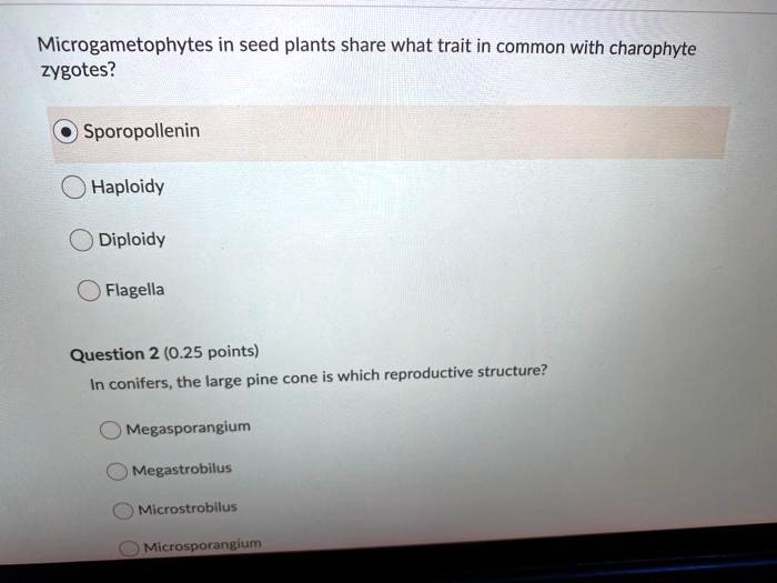 Microgametophytes in seed plants share what trait in common with charophyte zygotes?
Sporopollenin
Haploidy
Diploidy
Flagella
In conifers, the large pine cone is which reproductive structure?
Megasporangium
Megastrobilus
Microstrobilus
Microsporangium