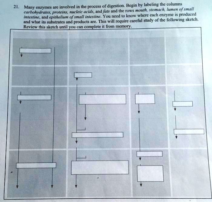 SOLVED Many enzymes are involved in the process of digestion. Begin by