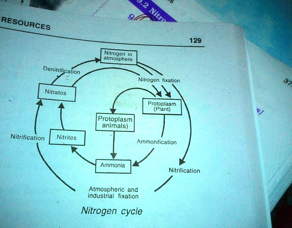 What Does Ammonification Do