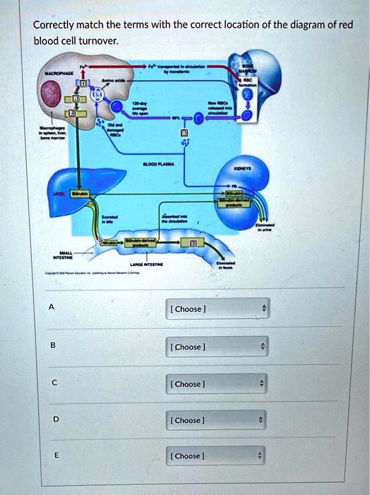 Cell Turnover Rbc SOLVED: Correctly match the terms with the correct location of the ...