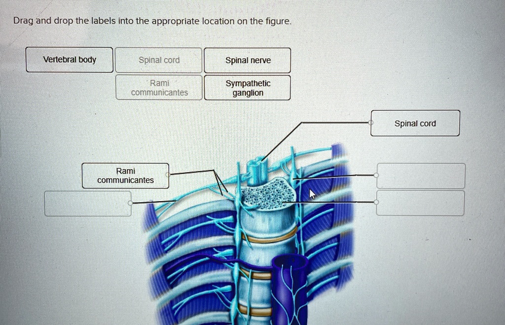 Drag and drop the labels into the appropriate location on the figure ...
