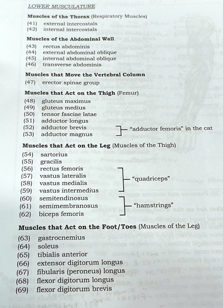 lower musculature muscles of the thorax respiratory muscles 41 external ...