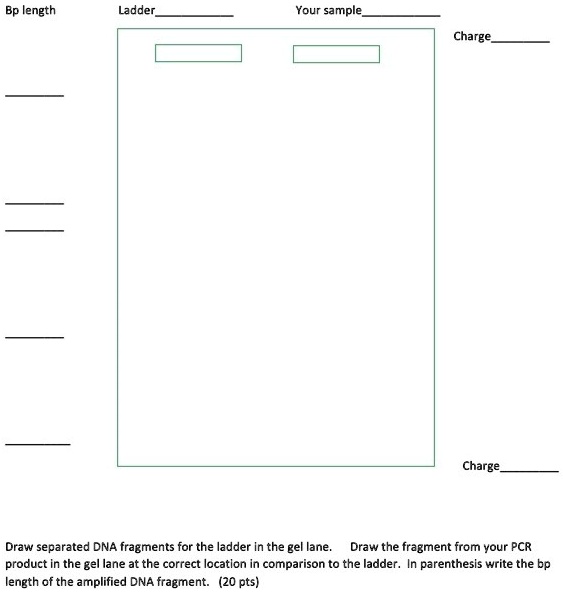 SOLVED: Bp length Ladder Your sample Draw separated DNA ...