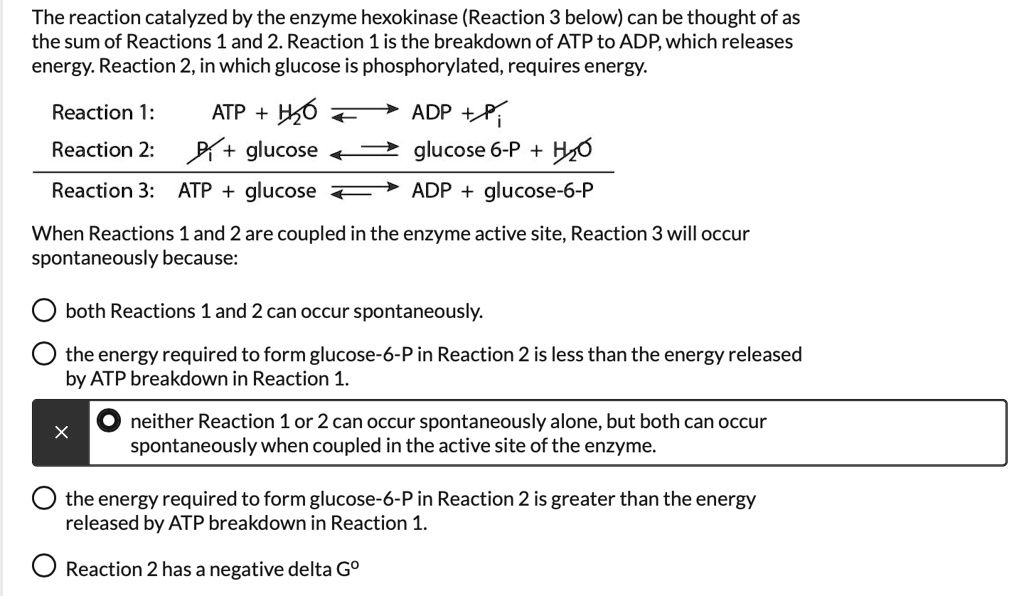 The reaction catalyzed by the enzyme hexokinase (Reaction 3 below) can be thought of as the sum of Reactions 1 and 2. Reaction 1 is the breakdown of ATP to ADP, which releases energy. Reaction 2, in which glucose is phosphorylated, requires energy.

Reaction 1: ATP + H2O ? ADP + Pi
Reaction 2: Pi + glucose ? glucose 6-P + H2O
Reaction 3: ATP + glucose ? ADP + glucose-6-P

When Reactions 1 and 2 are coupled in the enzyme active site, Reaction 3 will occur spontaneously because:

both Reactions 1 and 2 can occur spontaneously.
the energy required to form glucose-6-P in Reaction 2 is less than the energy released by ATP breakdown in Reaction 1.
neither Reaction 1 or 2 can occur spontaneously alone, but both can occur spontaneously when coupled in the active site of the enzyme.
the energy required to form glucose-6-P in Reaction 2 is greater than the energy released by ATP breakdown in Reaction 1.
Reaction 2 has a negative delta Go