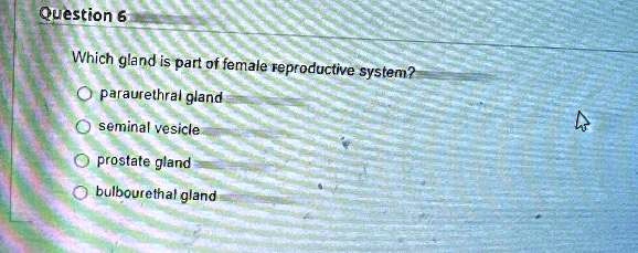 SOLVED: Which gland is part of the female reproductive system ...