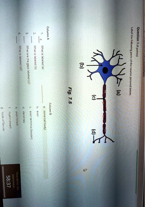 SOLVED: N Column A What is labeled (d)? What are the gaps labeled (c ...