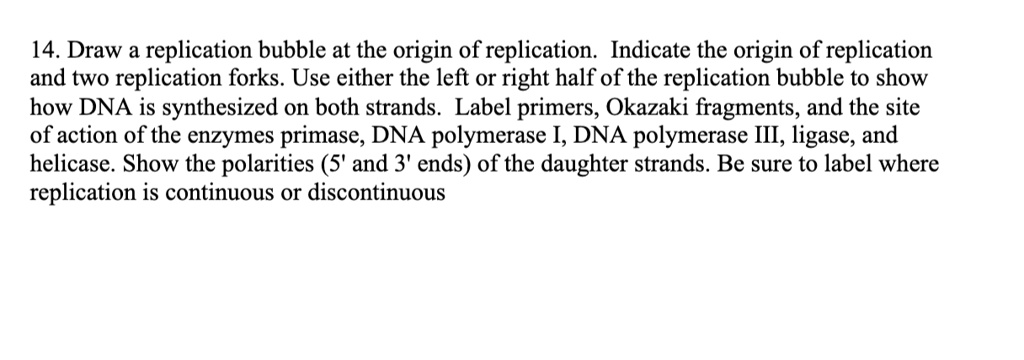 Solved Draw A Replication Bubble With Both Replication Forks And Label