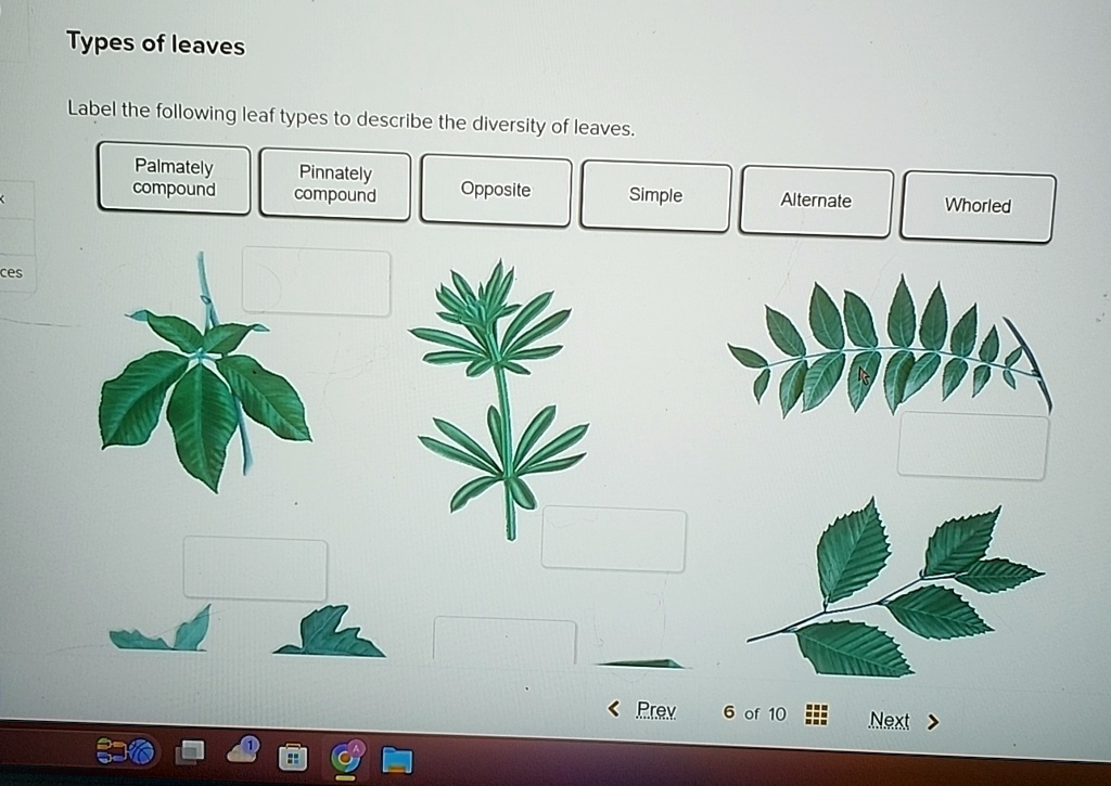 Types of leaves Label the following leaf types to describe the ...