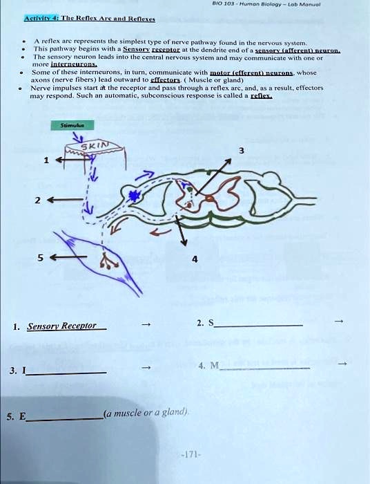 SOLVED: Activityi The Reflex Arc and Reflexes A reflex are represents