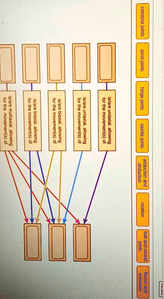 SOLVED: Condylar joints, pivot joints, and hinge joints allow for ...
