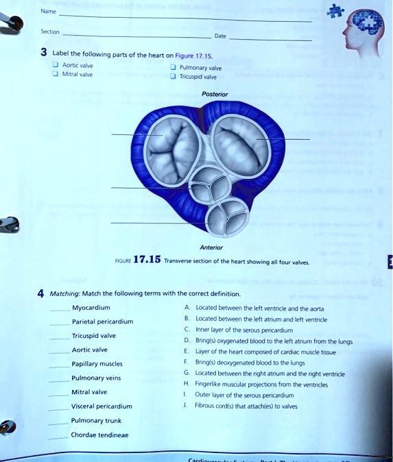 SOLVED Text Date Aortic valve Mitral valve Pulmonary valve Tricuspid