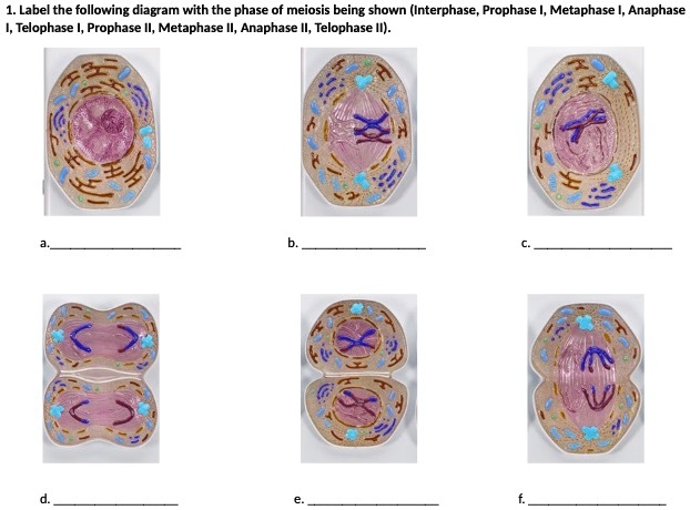 Prophase Labeling Question SOLVED: 'Label the following diagram with the phase of meiosis being ...