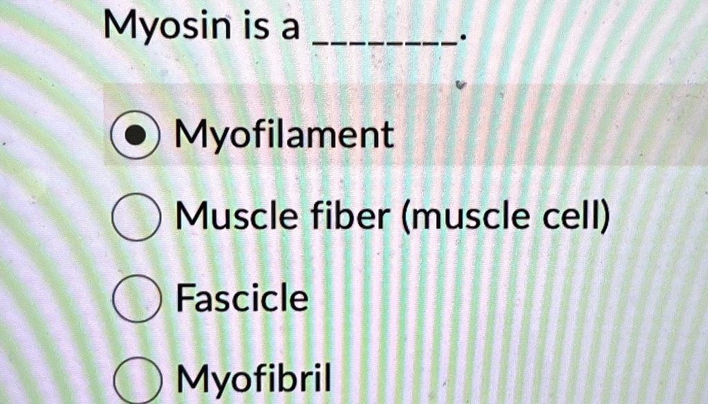 Myosin is a . 

Myofilament
Muscle fiber (muscle cell)
Fascicle
Myofibril