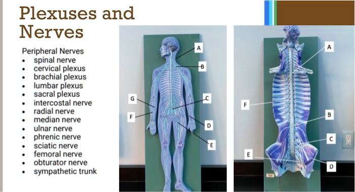 SOLVED: Please label Plexuses and Nerves Peripheral Nerves spinal nerve ...