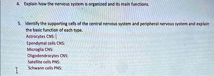 4. Explain how the nervous system is organized and its main functions.
5. Identify the supporting cells of the central nervous system and peripheral nervous system and explain
the basic function of each type.
Astrocytes CNS:
Ependymal cells CNS:
Microglia CNS:
Oligodendrocytes CNS:
Satellite cells PNS:
Schwann cells PNS: