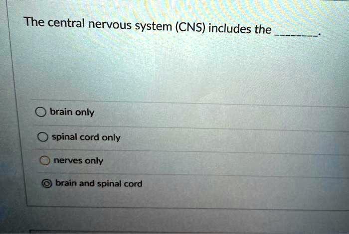 SOLVED: The central nervous system (CNS) includes the brain only spinal ...