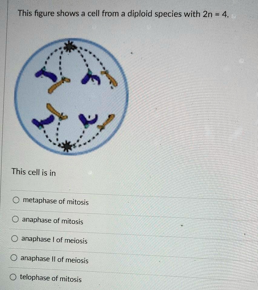 SOLVED: This figure shows a cell from a diploid species with 2n = 4 ...