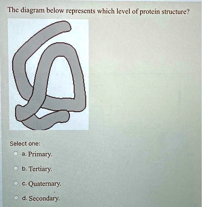 SOLVED: The diagram below represents which level of protein structure ...