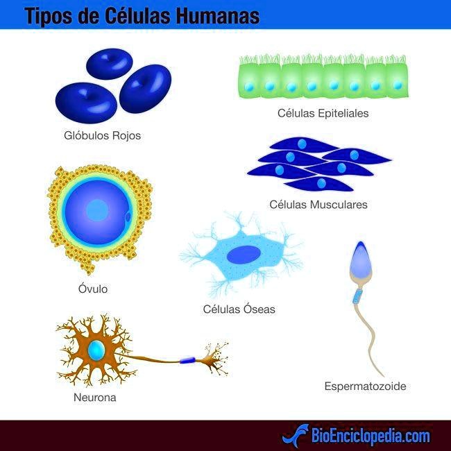 SOLVED: AYÚDENME CON ESTAS RESPUESTAS observar las siguientes imágenes ...