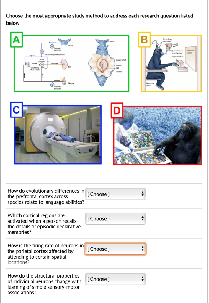 Choose the most appropriate study method to address each research question listed below

A
Head
Sensory neurons
Facilitating interneurons
Motor neurons
Excitatory interneurons
Gill
Siphon
Sensory neurons
Head
Mantle shell
Mantle
Gill
Siphon

B
Recording electrode
Juice reward mechanism
Stimulus screen
Response bar
Restraint chair

C

D

How do evolutionary differences in the prefrontal cortex across species relate to language abilities? [ Choose ]

Which cortical regions are activated when a person recalls the details of episodic declarative memories? [ Choose ]

How is the firing rate of neurons in the parietal cortex affected by attending to certain spatial locations? [ Choose ]

How do the structural properties of individual neurons change with learning of simple sensory-motor associations? [ Choose ]