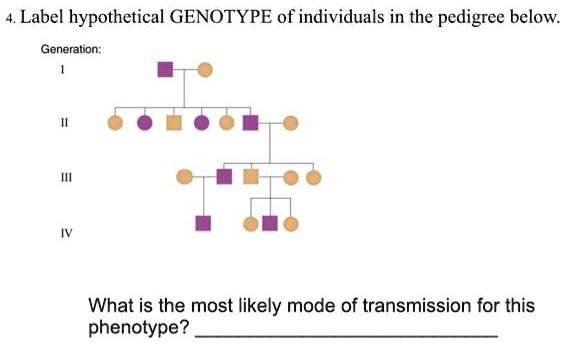 4. Label hypothetical GENOTYPE of individuals in the pedigree below.
Generation:
I
II
III
IV
What is the most likely mode of transmission for this
phenotype?