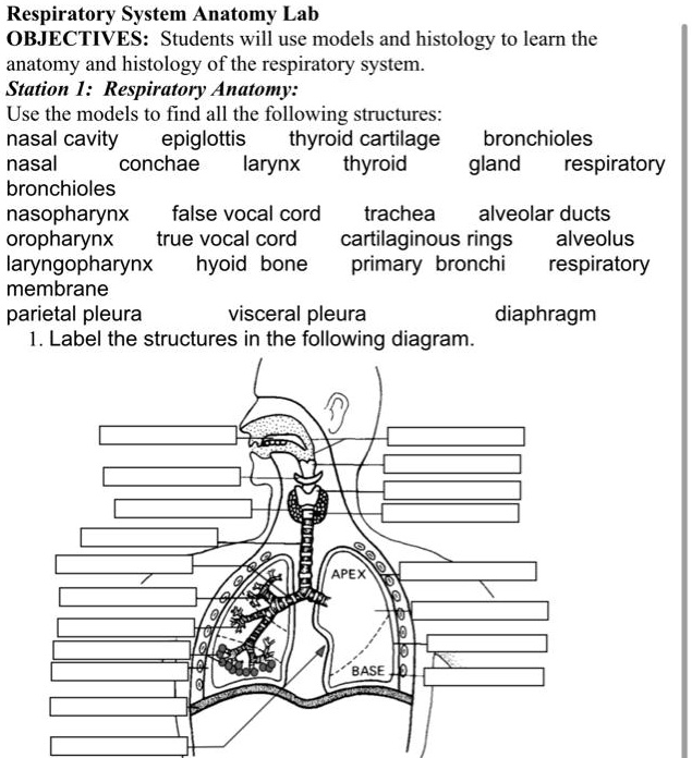 Nasopharynx Model Labeled