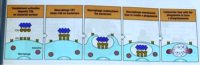 Complement activation deposits C3b on bacterial surface Macrophage CR1 ...