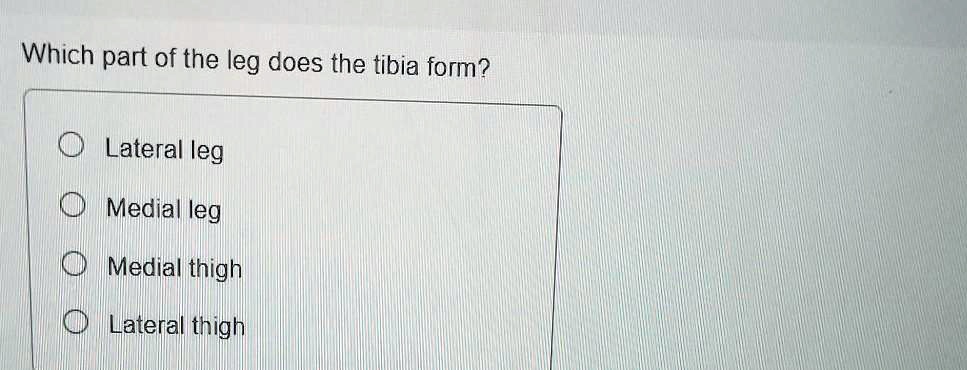 Which part of the leg does the tibia form?
Lateral leg
Medial leg
Medial thigh
Lateral thigh