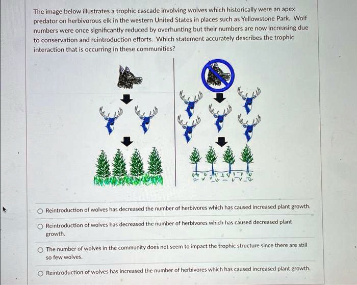 The image below illustrates a trophic cascade involving wolves which historically were an apex
predator on herbivorous elk in the western United States in places such as Yellowstone Park. Wolf
numbers were once significantly reduced by overhunting but their numbers are now increasing due
to conservation and reintroduction efforts. Which statement accurately describes the trophic
interaction that is occurring in these communities?
Reintroduction of wolves has decreased the number of herbivores which has caused increased plant growth.
Reintroduction of wolves has decreased the number of herbivores which has caused decreased plant
growth.
The number of wolves in the community does not seem to impact the trophic structure since there are still
so few wolves.
Reintroduction of wolves has increased the number of herbivores which has caused increased plant growth.