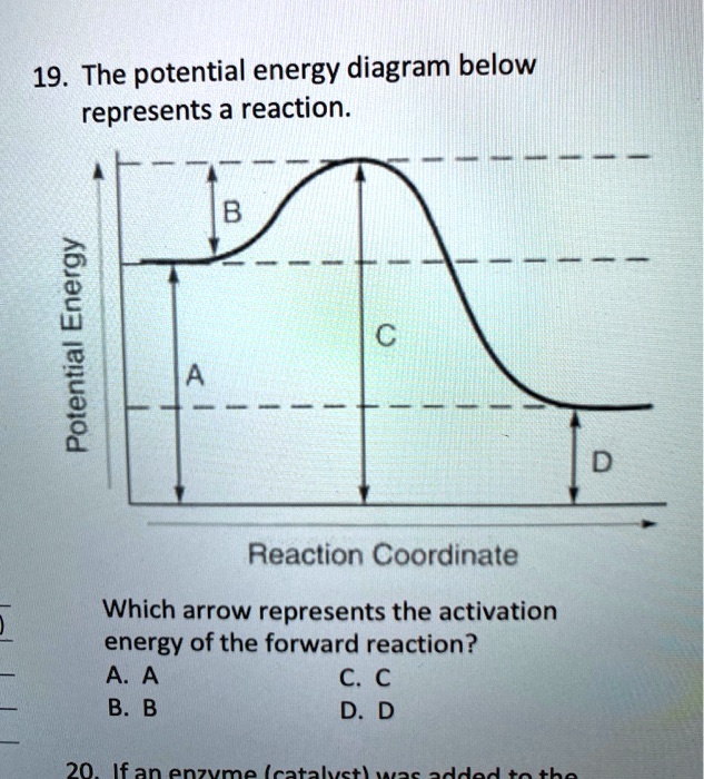 19 The Potential Energy Diagram Below Represents A Reaction B 6 1 