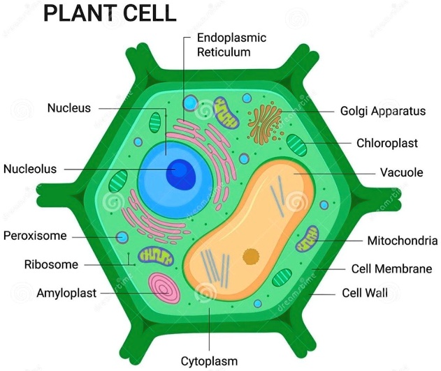 SOLVED: PLANT CELL Endoplasmic Reticulum Nucleus Golgi Apparatus  Chloroplast Nucleolus Vacuole Peroxisome Mitochondria Ribosome Cell Membrane  Amyloplast Cell Wall Cytoplasm