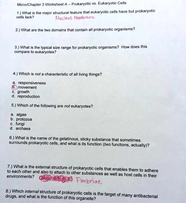 SOLVED Micro/Chapter Worksheet A Prokaryotic vs Eukaryotic Cells 1