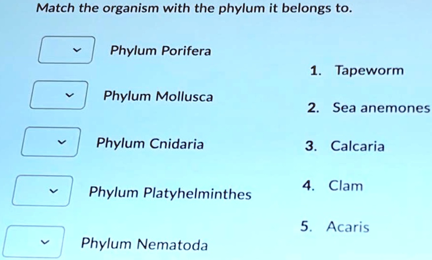SOLVED Match the organism with the phylum it belongs to. Phylum