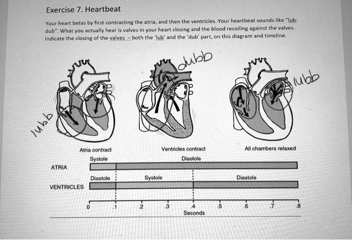 SOLVED:Exercise Heartbeat Heart Betas By First Contracting The Atria ...