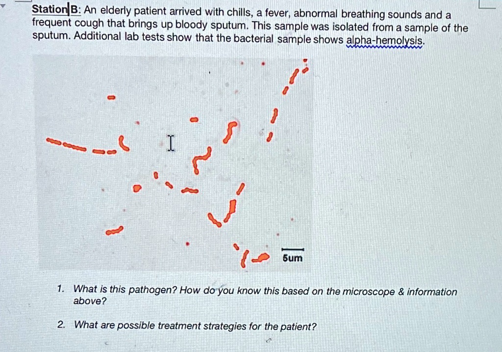 Station B: An elderly patient arrived with chills, a fever, abnormal breathing sounds and a frequent cough that brings up bloody sputum. This sample was isolated from a sample of the sputum. Additional lab tests show that the bacterial sample shows alpha-hemolysis.

1. What is this pathogen? How do you know this based on the microscope     information above?
2. What are possible treatment strategies for the patient?