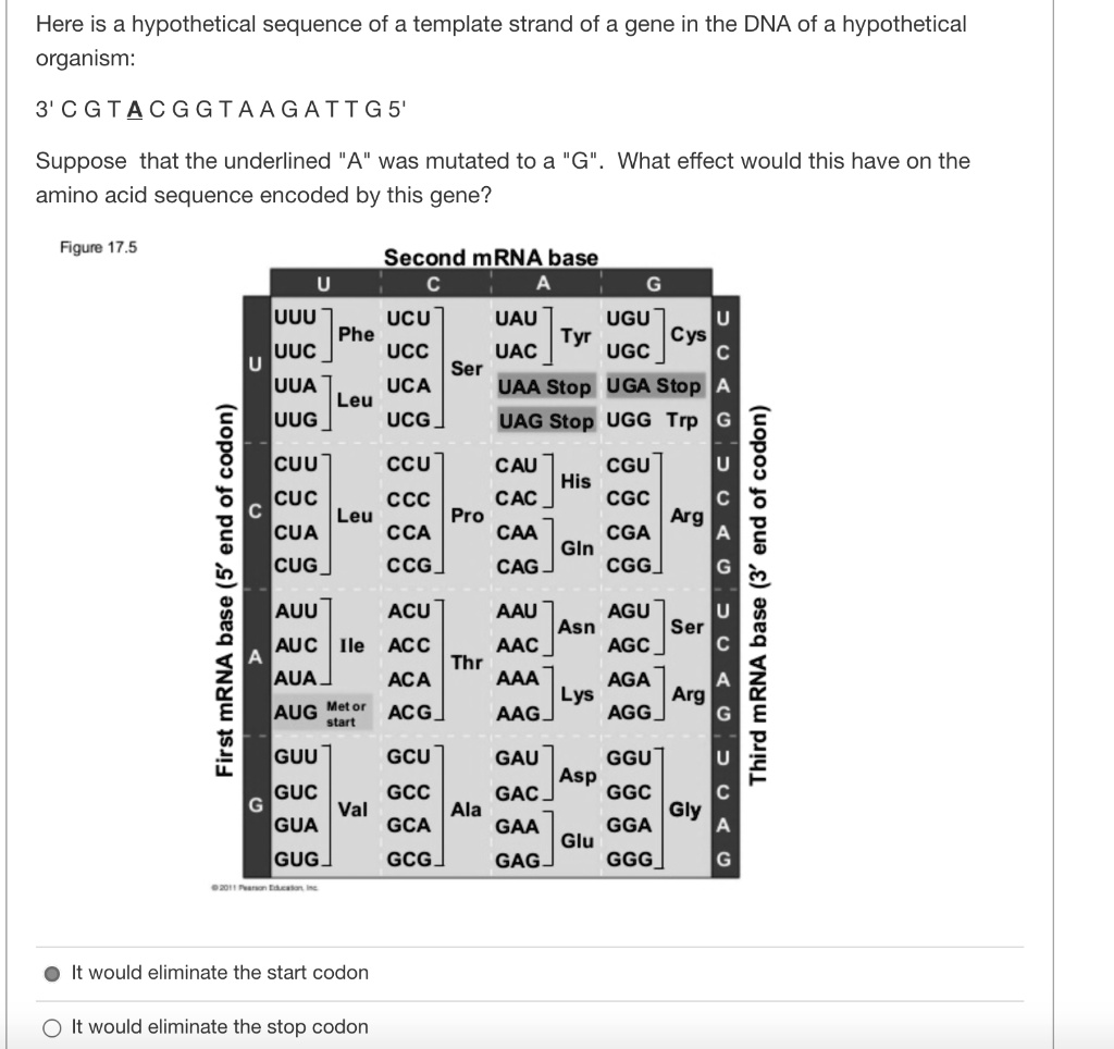 Here is a hypothetical sequence of a template strand of a gene in the DNA of a hypothetical organism:
3' C G T A C G G T A A G A T T G 5'
Suppose that the underlined "A" was mutated to a "G". What effect would this have on the amino acid sequence encoded by this gene?

Figure 17.5
Second mRNA base
U C A G
U UUU Phe UCU Ser UAU Tyr UGU Cys U
UUC UCC UAC UGC C
UUA Leu UCA UAA Stop UGA Stop A
UUG UCG UAG Stop UGG Trp G
C CUU Leu CCU Pro CAU His CGU Arg U
CUC CCC CAC CGC C
CUA CCA CAA Gln CGA A
CUG CCG CAG CGG G
A AUU Ile ACU Thr AAU Asn AGU Ser U
AUC ACC AAC AGC C
AUA ACA AAA Lys AGA Arg A
AUG Met or start ACG AAG AGG G
G GUU Val GCU Ala GAU Asp GGU Gly U
GUC GCC GAC GGC C
GUA GCA GAA Glu GGA A
GUG GCG GAG GGG G

It would eliminate the start codon
It would eliminate the stop codon