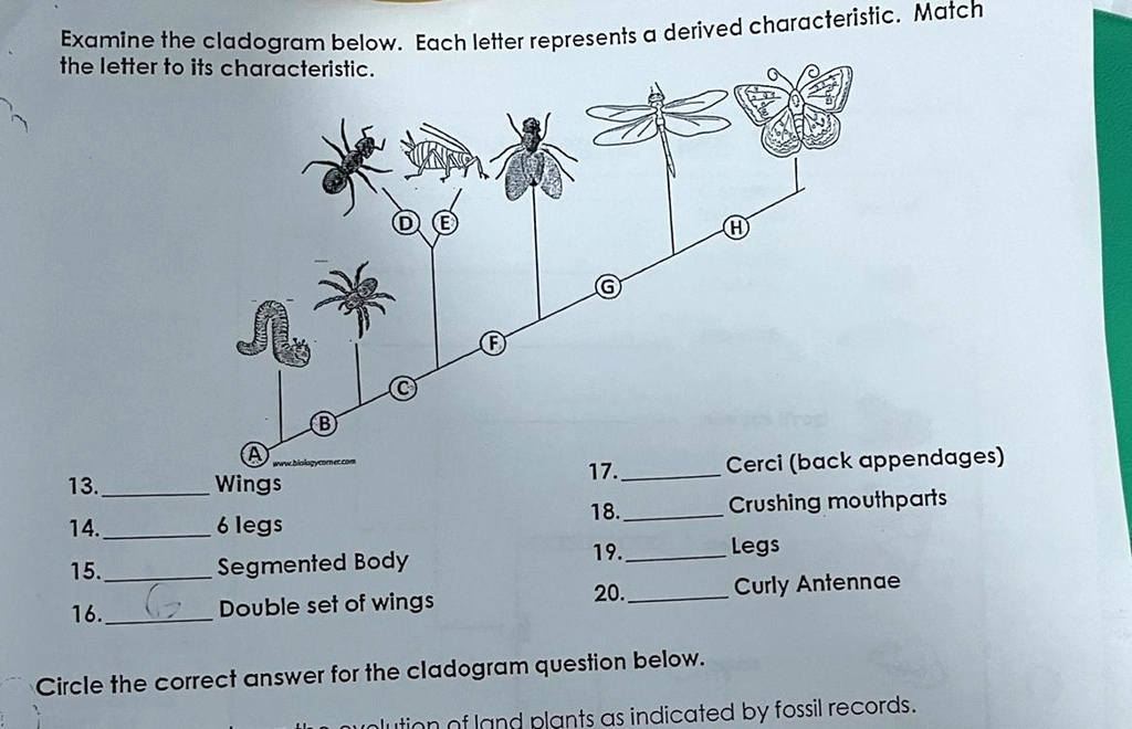 If You Know This Plzz Derived Characteristic Match Examine The 