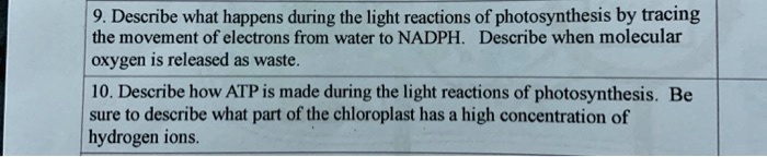 9. Describe what happens during the light reactions of photosynthesis by tracing the movement of electrons from water to NADPH. Describe when molecular oxygen is released as waste.
10. Describe how ATP is made during the light reactions of photosynthesis. Be sure to describe what part of the chloroplast has a high concentration of hydrogen ions.