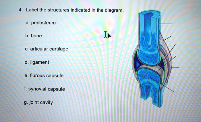 4. Label the structures indicated in the diagram.
a. periosteum
b. bone
c. articular cartilage
d. ligament
e. fibrous capsule
f. synovial capsule
g. joint cavity
