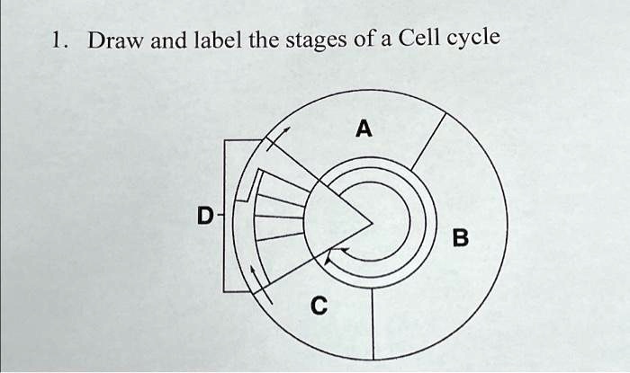 SOLVED: 1. Draw and label the stages of a Cell cycle D- C A B 1.Draw ...