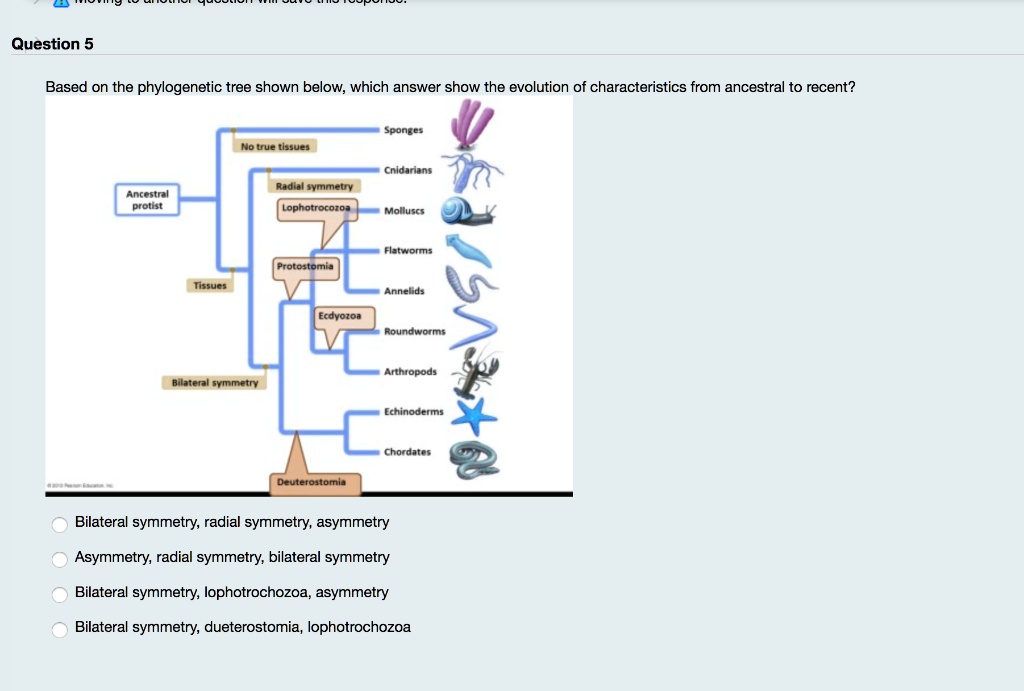 SOLVED Based on the tree shown below, which answer shows