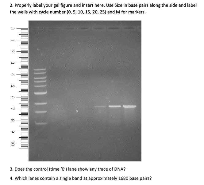 SOLVED2. Properly label your gel figure and insert here Use Size in base pairs along the side