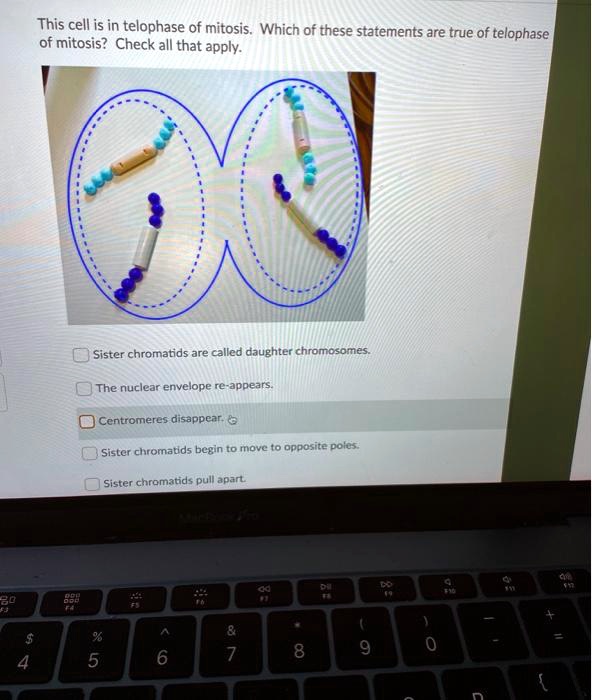 SOLVED This cell is in telophase of mitosis. Which of these statements