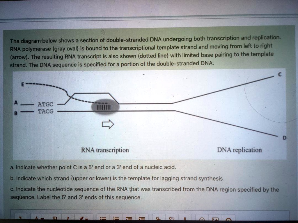 The diagram below shows a section of double-stranded DNA undergoing both transcription and replication. RNA polymerase (gray oval) is bound to the transcriptional template strand and moving from left to right (arrow). The resulting RNA transcript is also shown (dotted line) with limited base pairing to the template strand. The DNA sequence is specified for a portion of the double-stranded DNA.
E
A ATGC
B TACG
C
D
RNA transcription
DNA replication
a. Indicate whether point C is a 5' end or a 3' end of a nucleic acid.
b. Indicate which strand (upper or lower) is the template for lagging strand synthesis
c. Indicate the nucleotide sequence of the RNA that was transcribed from the DNA region specified by the sequence. Label the 5' and 3' ends of this sequence.