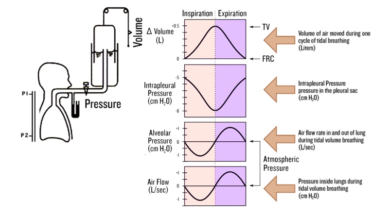 solved-the-diagram-below-shows-a-person-quietly-breathing-into-a