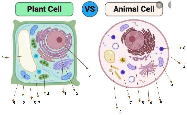 SOLVED: 1. Perhatikan Gambar Sel Hewan Dan Sel Tumbuhan Berikut ...