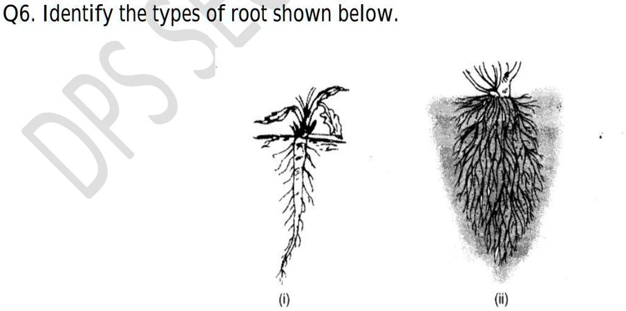 Root Types Identify identify the types of root shown below q6 identify the types of root ...