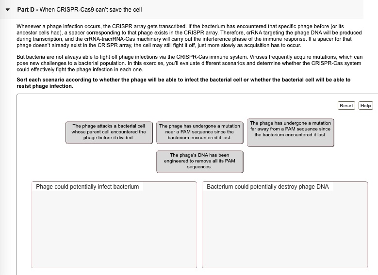 Part D - When CRISPR-Cas9 can't save the cell

Whenever a phage infection occurs, the CRISPR array gets transcribed. If the bacterium has encountered that specific phage before (or its ancestor cells had), a spacer corresponding to that phage exists in the CRISPR array. Therefore, crRNA targeting the phage DNA will be produced during transcription, and the crRNA-tracrRNA-Cas machinery will carry out the interference phase of the immune response. If a spacer for that phage doesn't already exist in the CRISPR array, the cell may still fight it off, just more slowly as acquisition has to occur.

But bacteria are not always able to fight off phage infections via the CRISPR-Cas immune system. Viruses frequently acquire mutations, which can pose new challenges to a bacterial population. In this exercise, you'll evaluate different scenarios and determine whether the CRISPR-Cas system could effectively fight the phage infection in each one.

Sort each scenario according to whether the phage will be able to infect the bacterial cell or whether the bacterial cell will be able to resist phage infection.

The phage attacks a bacterial cell whose parent cell encountered the phage before it divided.
The phage has undergone a mutation near a PAM sequence since the bacterium encountered it last.
The phage has undergone a mutation far away from a PAM sequence since the bacterium encountered it last.
The phage's DNA has been engineered to remove all its PAM sequences.
Phage could potentially infect bacterium
Bacterium could potentially destroy phage DNA