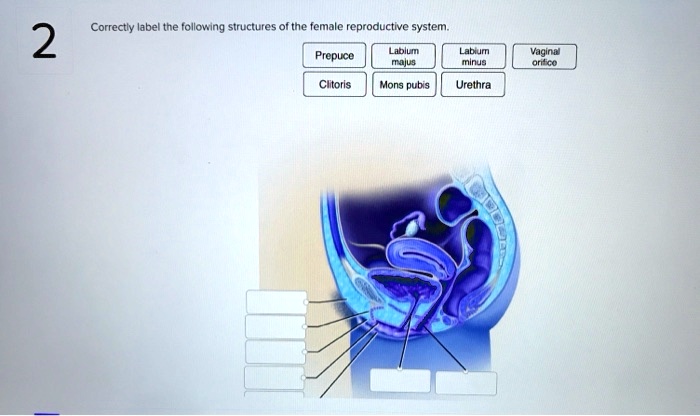 SOLVED: Correctly label the following structures of the female ...